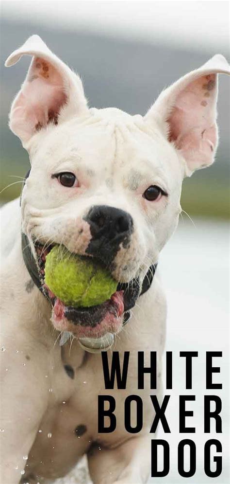 white boxer lifespan.